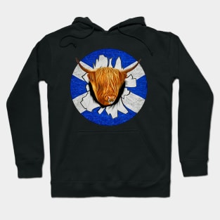 Highland Cattle through the wall scottish Hoodie